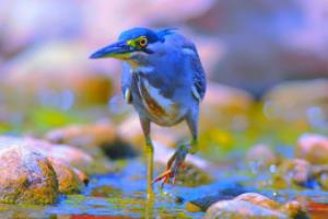 意甲联赛焦点战,桑普 vs 国际米兰意甲联赛桑普比赛